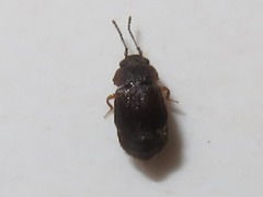 Proteininae