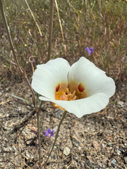 (c) wildflowerwatching, some rights reserved (CC BY) Calochortus vestae, photograph (c) wildflowerwatching, some rights reserved (CC BY)