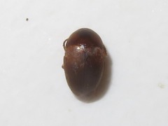 Sciodrepoides watsoni