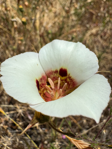 Calochortus vestae, photograph 1