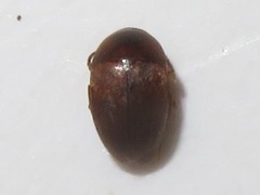 Sciodrepoides watsoni