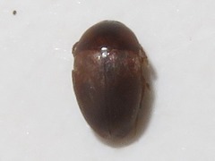Sciodrepoides watsoni