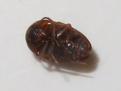 Sciodrepoides watsoni