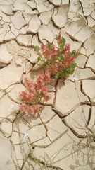 Rumex cyprius