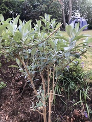 Buddleja davidii
