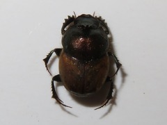 Onthophagus coenobita