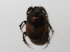 Onthophagus coenobita