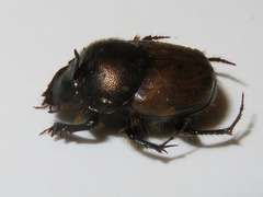 Onthophagus coenobita