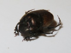 Onthophagus coenobita