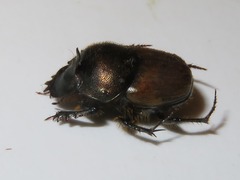 Onthophagus coenobita
