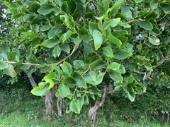 Acacia simplex