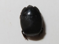 Margarinotus brunneus