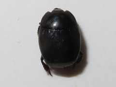 Margarinotus brunneus