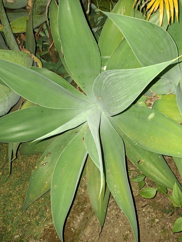 Swan-neck Agave
