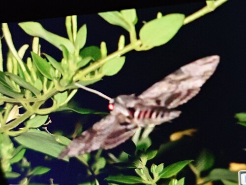 Convolvulus Hawkmoth