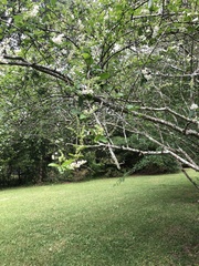 Crataegus marshallii