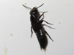 Philonthus splendens