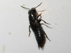 Philonthus splendens