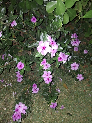 Madagascar Periwinkle