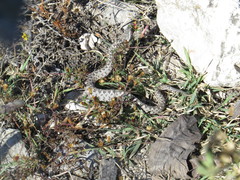 Mixcoatlus melanurus