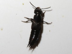 Philonthus splendens