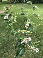 Crataegus marshallii
