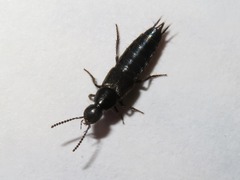 Philonthus carbonarius