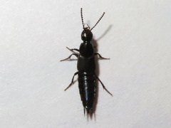 Philonthus carbonarius