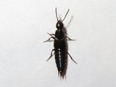 Philonthus carbonarius