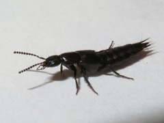 Philonthus carbonarius