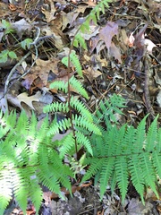 Athyrium asplenioides