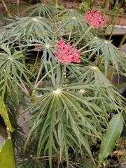 Jatropha multifida