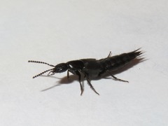 Philonthus carbonarius