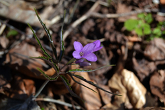 Cardamine glanduligera
