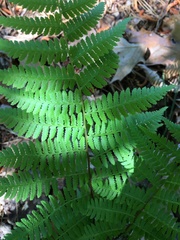 Athyrium asplenioides
