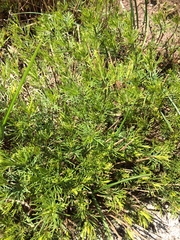 Coreopsis verticillata