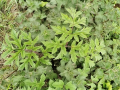 Heracleum mantegazzianum