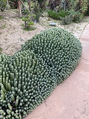 Euphorbia resinifera