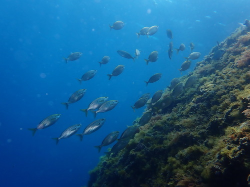 Salema Porgy