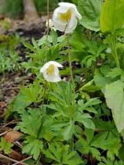 Anemonoides sylvestris