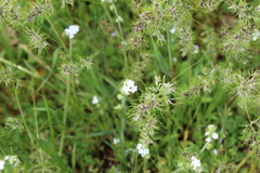 Scandix pecten-veneris