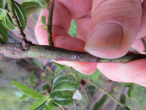 Ceanothus stem gall moth photo 2