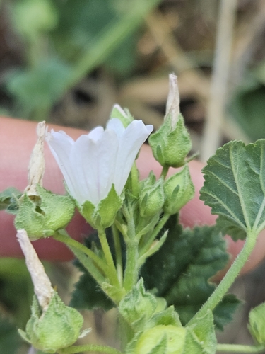 Malva neglecta