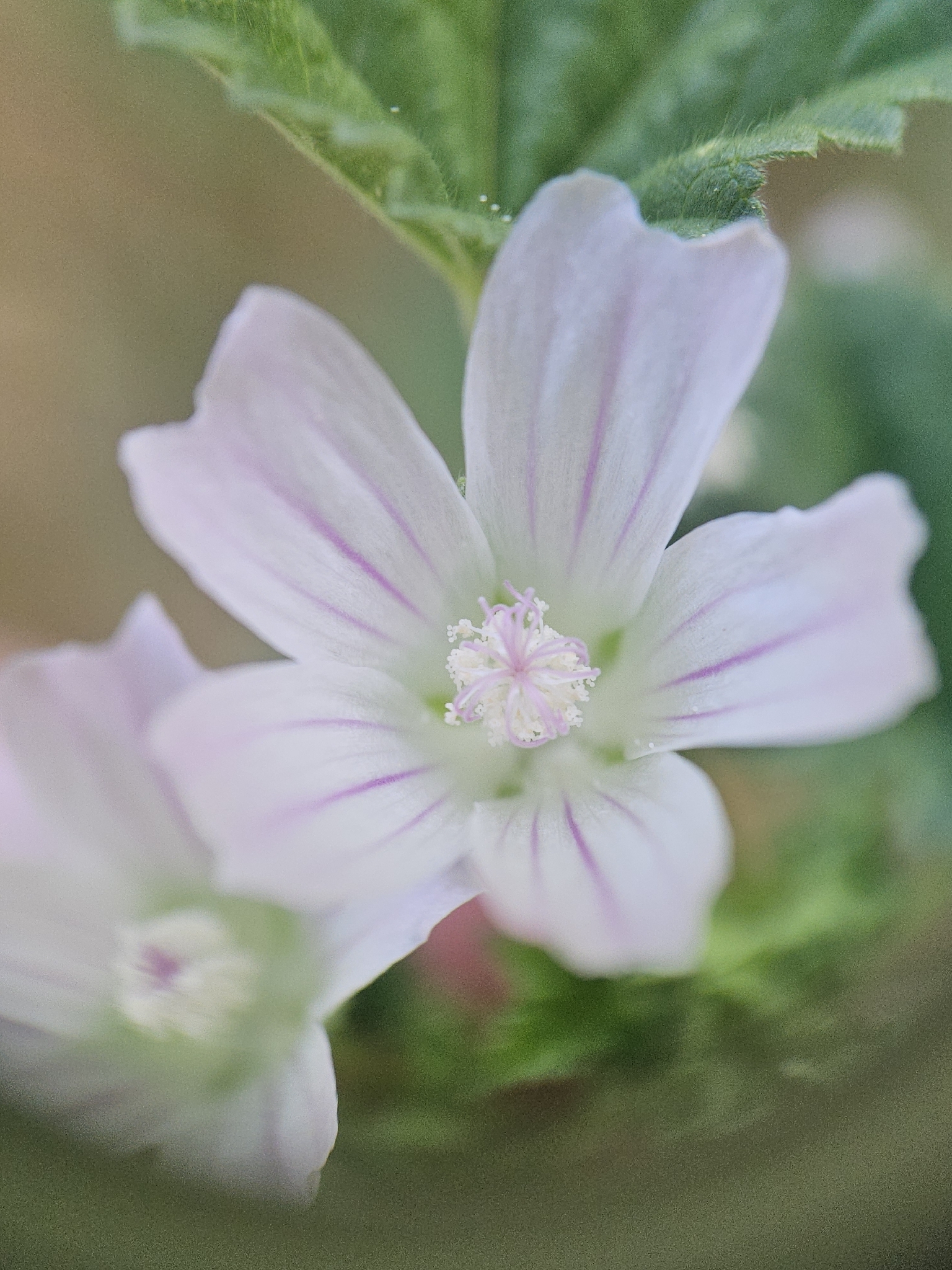 Malva neglecta