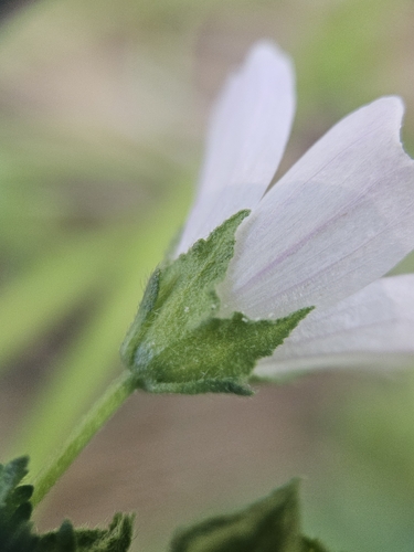 Malva neglecta