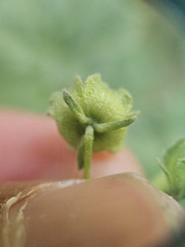 Malva neglecta