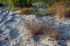 Eragrostis amurensis