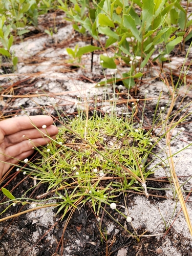 Paepalanthus beyrichianus