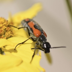 Eupompha elegans