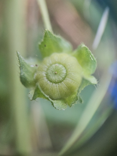 Malva neglecta
